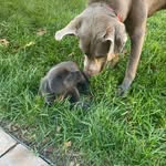 Rex and Roux Melton - @rex.and.roux.adventures - Instagram