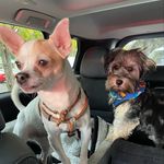 Miloh & Rex Mitchell - @the_mitchell_boy - Instagram