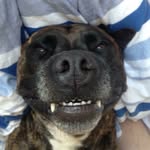 Rex Mooney - @rexthebully - Instagram