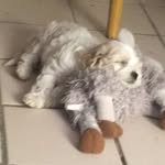Rex El Desdestroctor - @rex_mora_lopez - Instagram