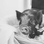 rex moran - @two.dogs.one.pig - Instagram