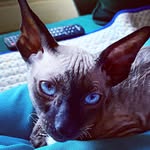 @morse_the_rex - Instagram