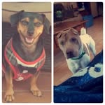 Rex & Nash - @rex_and_nash - Instagram