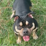@rex_navarro_top_bully - Instagram
