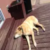 Rex Neal  - @joannaanimalss - TikTok