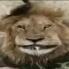 cày blox fr - @rex.nguyen4 - TikTok