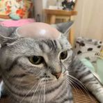 Rex Nguyen - Facebook