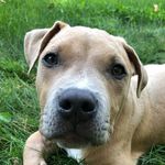 rex the doggo - @rexnichols_ - Instagram