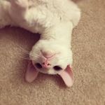 Noel the cornish rex - @noel_the_cornish_rex - Instagram