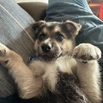 Rex Noel - @rextheshep3 - Instagram