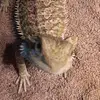 NolanRex24 - @nolanrex24 - TikTok