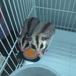 Sugar gliders!🍬🪂 - @nolan_rex_and_reggie - Instagram