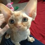 Hi I'm Norton! 😺 - @nortonthedevonrex - Instagram