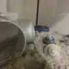 rex & norton - @rex.norton4 - TikTok