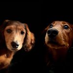 Rex & Oliver - @doubledashs - Instagram