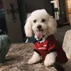 Rex Oliver 🦕 🐶 - @rex_oliver_themaltipoo - TikTok
