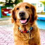 |•R E X•|  (Golden Retriever) - @rex.ortega - Instagram