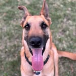 Palmer - @palmerrexthedog - Instagram