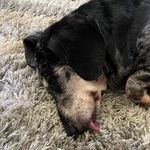 Rex Palmer - @rex_sleeps - Instagram