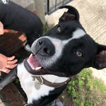 Rex Palmer 🐶 - @rexpalmer_ - Instagram