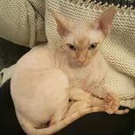 Rex Parr - @rex_thelittlecat - Instagram