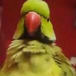 Ringneck parrot Rex - @parrot_rex - Instagram