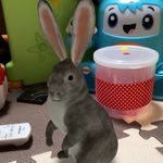 @rex_pass - Instagram