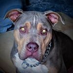 Rex Patchett - @patchettrex - Instagram