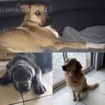@iko_rex_patrick - Instagram