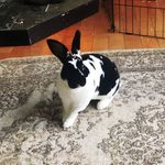 Rex Peacock - @rex_the_buck - Instagram