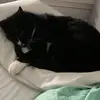 Rex Peacock - @rex.p04 - TikTok