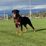 Rex Pena 🐾 - @rexthe_rottie - Instagram
