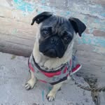 rex peña 🐶❤ - @rexalejandro2021 - Instagram