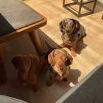 slinky, rex, and evee velasquez pena - @3weeeniesinapod - Instagram