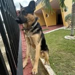 Rex - @rexperez_ - Instagram