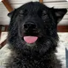 rex - @rexshatpost - TikTok