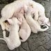 Devon rex kittens ready for adoption - Facebook