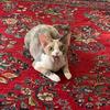 Ready or Not Devon Rex - @readyornotdevonrex - TikTok