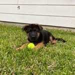 Rex Rickard - @rexytheshepppy - Instagram