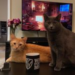Rex & Riddle - @rex_riddle_meow - Instagram