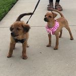 Rex & Riley - @rex_and_riley_ - Instagram