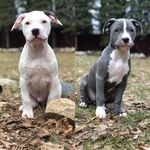 Rex_&_Riley - @rexandriley - Instagram