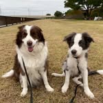 REX & RILEY & RUMBA🎵 - @doru0612 - Instagram