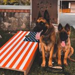 Rex & Riley Malinois🇵🇦 - @rex_riley_malinois - Instagram