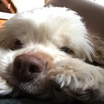Rex Riley - @rexy_the_boi_cocker - Instagram