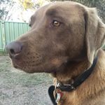 Rex Riley - @rexrileynats - Instagram