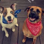 Rex&Riley Rescue Pups - @thedogsrexandriley - Instagram