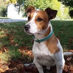 Rex ❤️ - @rex_romanian_jack_russell - Instagram