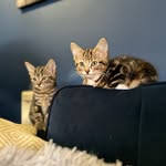 Rex & Roman - @rex_and_roman - Instagram