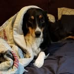Rex & Roman - @roman_rex_doggos - Instagram